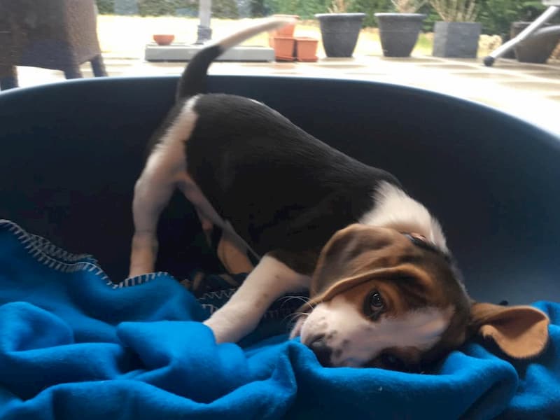 A beagle puppy named Oscar